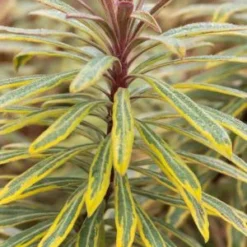 EUPHORBIA X Martinii 'Ascot Rainbow' PBR