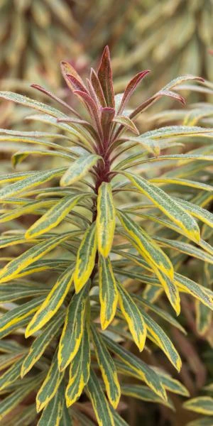 EUPHORBIA X Martinii 'Ascot Rainbow' PBR 3 EUPHORBIA X Martinii 'Ascot Rainbow' PBR