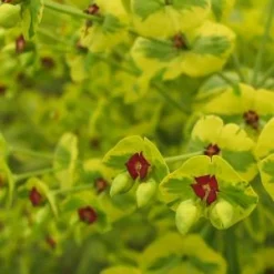 EUPHORBIA X Martinii 'Ascot Rainbow' PBR 9 EUPHORBIA X Martinii 'Ascot Rainbow' PBR -UK Garden Supplies Sales Shop euphorbia martini ascot rainbow