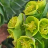 EUPHORBIA Myrsinites -UK Garden Supplies Sales Shop euphorbia myrsinites 2