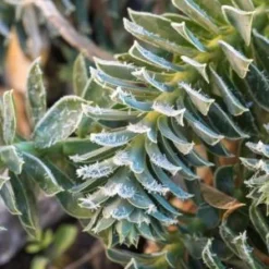 EUPHORBIA Myrsinites -UK Garden Supplies Sales Shop euphorbia myrsinites 300674