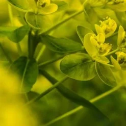 EUPHORBIA Palustris -UK Garden Supplies Sales Shop euphorbia palustris 5070072 2