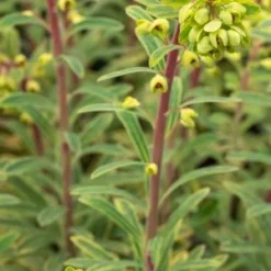 EUPHORBIA X Martinii 'Ascot Rainbow' PBR 8 EUPHORBIA X Martinii 'Ascot Rainbow' PBR -UK Garden Supplies Sales Shop euphorbia x martinii ascot rainbow 3040566