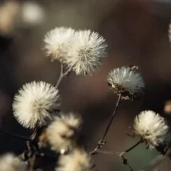EURYBIA Divaricata -UK Garden Supplies Sales Shop eurybia divaricata 010220