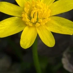 FICARIA Verna 'Brazen Child' -UK Garden Supplies Sales Shop ficaria verna brazen child 2130699 2