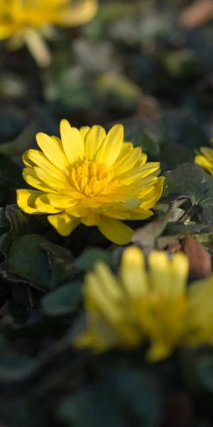 FICARIA Verna 'Double Bronze' 3 FICARIA Verna 'Double Bronze'