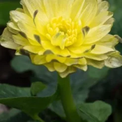 FICARIA Verna 'Double Mud'