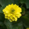 FICARIA Verna Flore Pleno Group -UK Garden Supplies Sales Shop ficaria verna flore pleno 3140500
