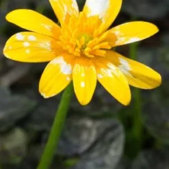 FICARIA Verna 'Fried Egg' -UK Garden Supplies Sales Shop ficaria verna fried egg 2070552