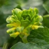 FICARIA Verna 'Green Petal' 1 FICARIA Verna 'Green Petal' -UK Garden Supplies Sales Shop ficaria verna green petal 2100026 2