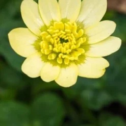 FICARIA Verna 'Salmon's White'