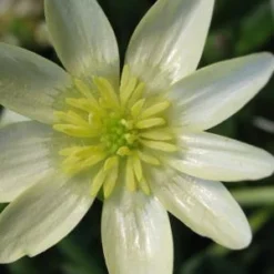 FICARIA Verna 'Salmon's White' -UK Garden Supplies Sales Shop ficaria verna salmon s white