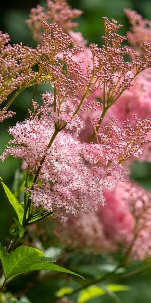 FILIPENDULA Rubra 'Venusta' 4 FILIPENDULA Rubra 'Venusta' - Image 2
