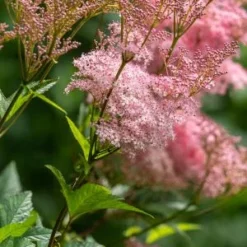 FILIPENDULA Rubra 'Venusta'