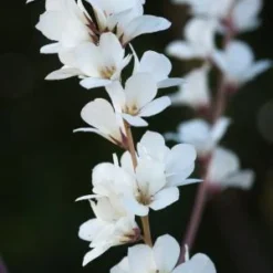 FRANCOA 'Confetti'