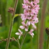 FRANCOA Sonchifolia 'Pink Bouquet' -UK Garden Supplies Sales Shop francoa pink bouquet 7110168 2