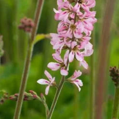 FRANCOA Sonchifolia 'Pink Bouquet'