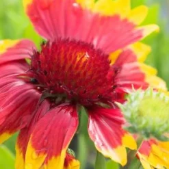 GAILLARDIA X Grandiflora 'Dazzler'