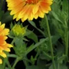 GAILLARDIA 'ST. Clements' (Oranges And Lemons) PBR -UK Garden Supplies Sales Shop gaillardia st