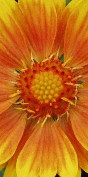 GAILLARDIA 'ST. Clements' (Oranges And Lemons) PBR 4 GAILLARDIA 'ST. Clements' (Oranges And Lemons) PBR - Image 2