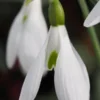 GALANTHUS 'Atkinsii' -UK Garden Supplies Sales Shop galanthus atkinsii 2
