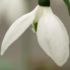 GALANTHUS Elwesii 'Helen Tomlinson' 5 GALANTHUS Elwesii 'Helen Tomlinson' -UK Garden Supplies Sales Shop galanthus elwesii helen tomlinson 1040059