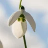 GALANTHUS Elwesii 'Helen Tomlinson' -UK Garden Supplies Sales Shop galanthus elwesii helen tomlinson 1150046