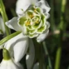GALANTHUS Nivalis F. Pleniflorus 'Flore Pleno' -UK Garden Supplies Sales Shop galanthus nivalis f 2