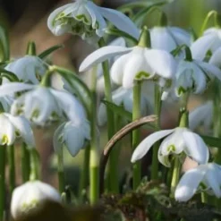 GALANTHUS Nivalis F. Pleniflorus 'Flore Pleno' -UK Garden Supplies Sales Shop galanthus nivalis f 3