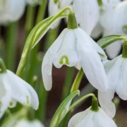 GALANTHUS Nivalis F. Pleniflorus 'Flore Pleno' -UK Garden Supplies Sales Shop galanthus nivalis flore plena web 2100264