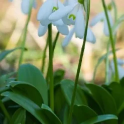 GALANTHUS Woronowii -UK Garden Supplies Sales Shop galanthus woronowii 2130667