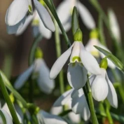 GALANTHUS Woronowii -UK Garden Supplies Sales Shop galanthus woronowii