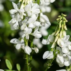 GALEGA X Hartlandii 'Alba'