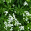 GALIUM Odoratum -UK Garden Supplies Sales Shop galium odoratum 5110382 3