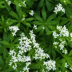 GALIUM Odoratum