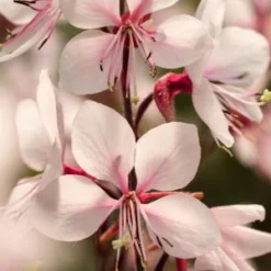 OENOTHERA Lindheimeri 'Chiffon' (G)