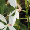 OENOTHERA Lindheimeri (G) -UK Garden Supplies Sales Shop gaura lindheimeri