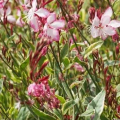 OENOTHERA Lindheimeri Freefolk Rosy ('Harrfolk') (G/v) -UK Garden Supplies Sales Shop gaura lindheimeri freefolk rosy 7070005