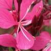 OENOTHERA Lindheimeri Ruby Ruby (G) -UK Garden Supplies Sales Shop gaura lindheimeri ruby ruby
