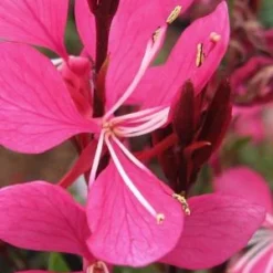 OENOTHERA Lindheimeri Ruby Ruby (G)