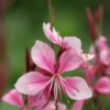 OENOTHERA Rosy Shimmers ('Harshim' PBR) (G) -UK Garden Supplies Sales Shop gaura rosy shimmers 7130344 2