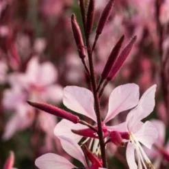 OENOTHERA Rosy Shimmers ('Harshim' PBR) (G) -UK Garden Supplies Sales Shop gaura rosy shimmers 9240057 4