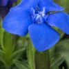 GENTIANA Verna -UK Garden Supplies Sales Shop gentiana verna 3240089