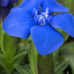 GENTIANA Verna