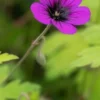 GERANIUM 'Ann Folkard' -UK Garden Supplies Sales Shop geranium ann folkard web