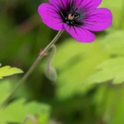 GERANIUM 'Ann Folkard'