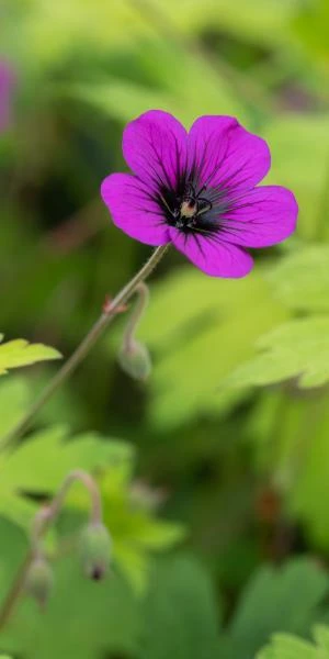 GERANIUM 'Ann Folkard' 3 GERANIUM 'Ann Folkard'