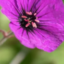 GERANIUM 'Anne Thomson'