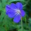 GERANIUM 'Brookside' -UK Garden Supplies Sales Shop geranium brookside 222769
