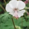 GERANIUM X Cantabrigiense 'Biokovo'